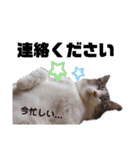 こたてつ②（個別スタンプ：14）