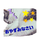 こたてつ②（個別スタンプ：16）