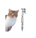 まいきゃっと甲府スタンプ 第4弾♪（個別スタンプ：5）