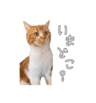まいきゃっと甲府スタンプ 第4弾♪（個別スタンプ：6）