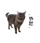 まいきゃっと甲府スタンプ 第4弾♪（個別スタンプ：11）