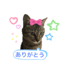 みーこいちばん（個別スタンプ：2）