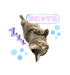 みーこいちばん（個別スタンプ：4）