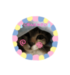 みーこいちばん（個別スタンプ：6）