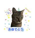 みーこいちばん（個別スタンプ：7）