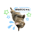 みーこいちばん（個別スタンプ：8）