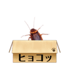ゴキブリスタ連（個別スタンプ：4）