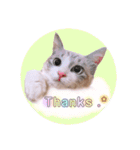 ねこねこスタンプ①（個別スタンプ：1）