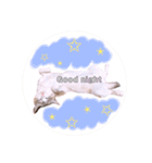 ねこねこスタンプ①（個別スタンプ：2）