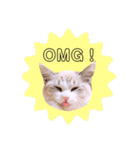ねこねこスタンプ①（個別スタンプ：3）