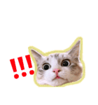 ねこねこスタンプ①（個別スタンプ：5）