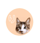 ねこねこスタンプ①（個別スタンプ：6）