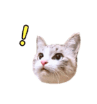 ねこねこスタンプ①（個別スタンプ：7）
