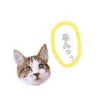 ねこねこスタンプ①（個別スタンプ：8）
