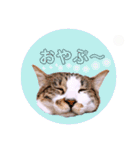 ねこねこスタンプ①（個別スタンプ：10）