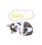 ねこねこスタンプ①（個別スタンプ：11）