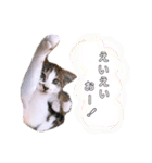 ねこねこスタンプ①（個別スタンプ：12）