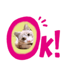 ねこねこスタンプ①（個別スタンプ：13）
