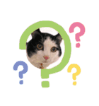 ねこねこスタンプ①（個別スタンプ：14）