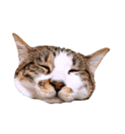 ねこねこスタンプ①（個別スタンプ：15）