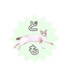 ねこねこスタンプ①（個別スタンプ：16）