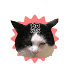 ねこねこスタンプ①（個別スタンプ：17）