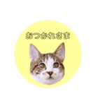 ねこねこスタンプ①（個別スタンプ：18）