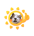 ねこねこスタンプ①（個別スタンプ：19）