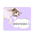 ねこねこスタンプ①（個別スタンプ：20）
