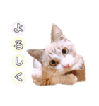 ねこねこスタンプ①（個別スタンプ：21）