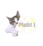 ねこねこスタンプ①（個別スタンプ：22）