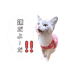 ねこねこスタンプ①（個別スタンプ：23）