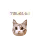 ねこねこスタンプ①（個別スタンプ：24）