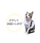 ねこねこスタンプ①（個別スタンプ：25）
