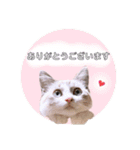 ねこねこスタンプ①（個別スタンプ：26）