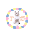ねこねこスタンプ①（個別スタンプ：27）