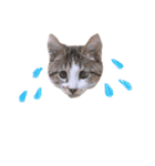 ねこねこスタンプ①（個別スタンプ：28）