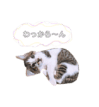 ねこねこスタンプ①（個別スタンプ：29）