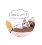 ねこねこスタンプ①（個別スタンプ：30）