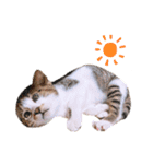 ねこねこスタンプ①（個別スタンプ：31）