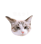 ねこねこスタンプ①（個別スタンプ：32）