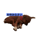 保護犬ムギちゃん（個別スタンプ：2）