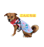 保護犬ムギちゃん（個別スタンプ：3）