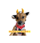 保護犬ムギちゃん（個別スタンプ：4）
