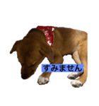 保護犬ムギちゃん（個別スタンプ：5）