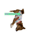 保護犬ムギちゃん（個別スタンプ：6）