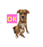 保護犬ムギちゃん（個別スタンプ：7）