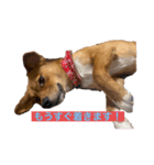 保護犬ムギちゃん（個別スタンプ：8）