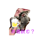 テオwithまぐろ（個別スタンプ：6）