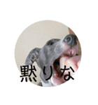 テオwithまぐろ（個別スタンプ：7）